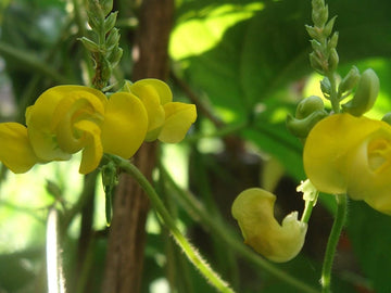 Dolichos Biflorus Flower seeds for Planting - Pollinator Friendly, Heirloom & GMO Free Seeds for Home Garden
 
 Sale for planting in home garden.