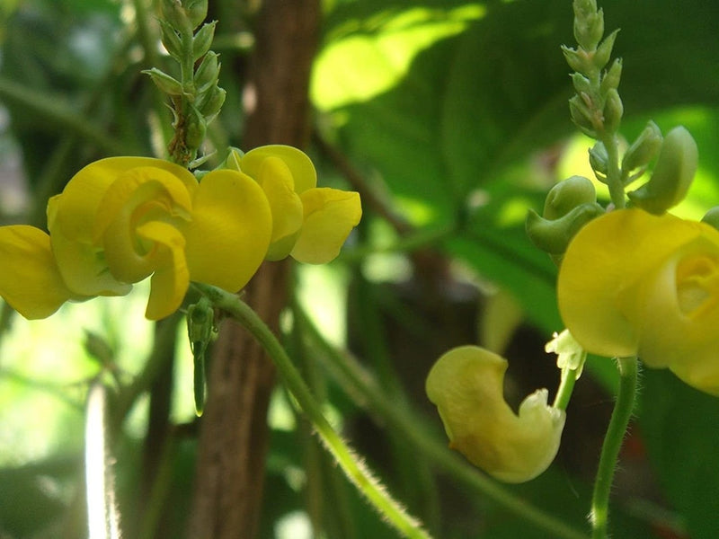 Dolichos Biflorus Flower seeds for Planting - Pollinator Friendly, Heirloom & GMO Free Seeds for Home Garden
 
 Sale for planting in home garden.