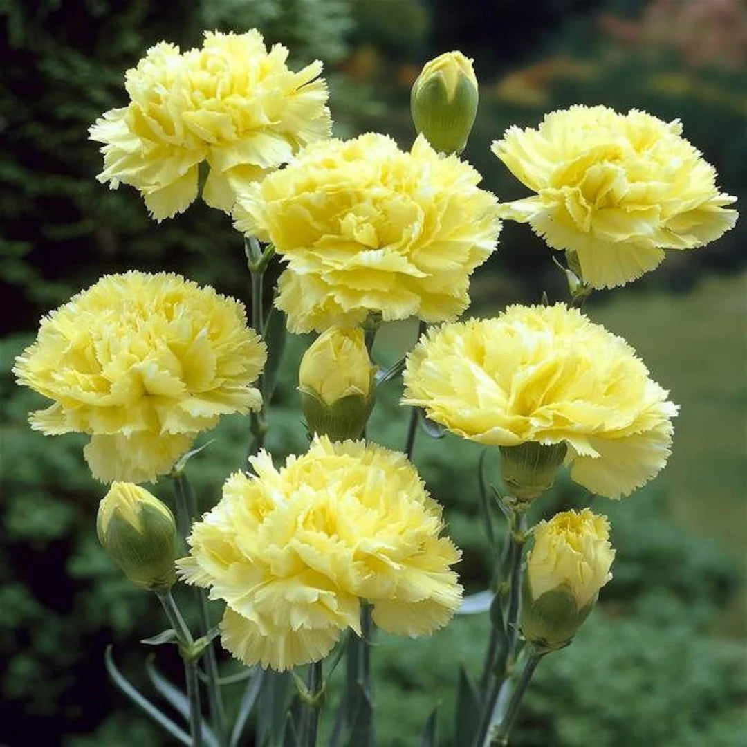 Light Yellow Carnations Flower seeds for Planting - Pollinator Friendly, Heirloom & GMO Free Seeds for Home Garden