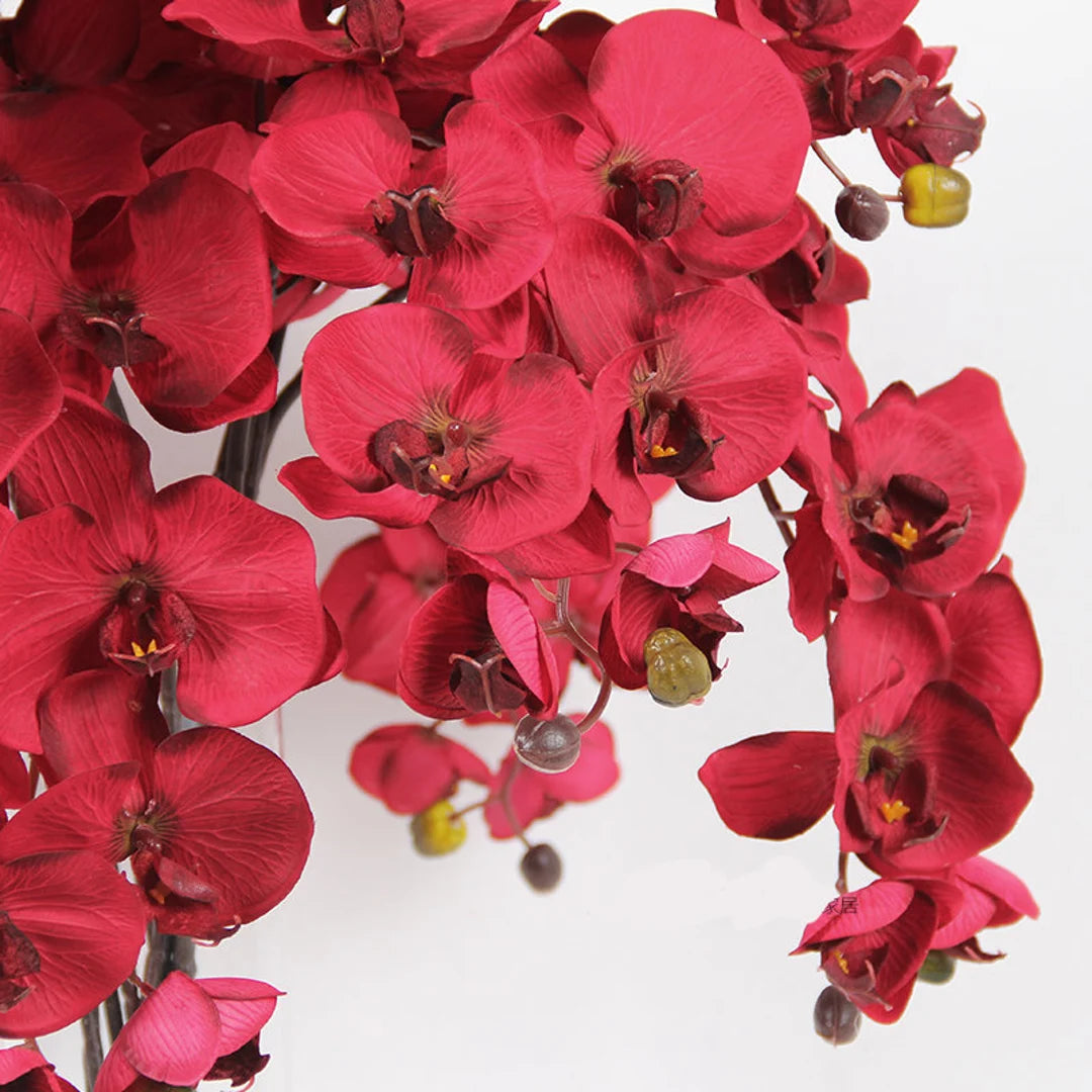 Red Butterfly Orchid Flower seeds for Planting - Bright Blooms, Heirloom & GMO Free Seeds for Home Garden