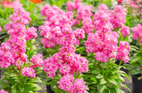 Light Pink Matthiola Flower seeds for Planting - Colorful Display, Heirloom & GMO Free Seeds for Home Garden