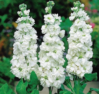 White Matthiola Incana Flower seeds for Planting Long Bloom Season Heirloom & GMO Free Seeds for Home Garden