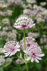 Astrantia Major Flower seeds for Planting - Compact Growth, Heirloom & GMO Free Seeds for Home Garden