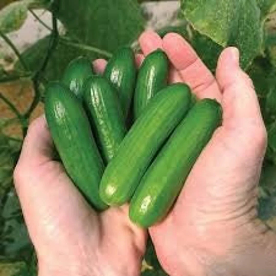 Mini Cucumber Seeds for Planting Cucumis Sativus container garden vegetable patch