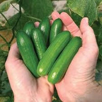 Mini Cucumber Seeds for Planting Cucumis Sativus container garden vegetable patch