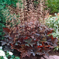 Purple Coral Bell Flower seeds for Planting - Seasonal Bloomer, Heirloom & GMO Free Seeds for Home Garden
