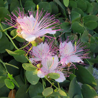 White Capparis Spinosa Flower seeds for Planting - Perfect for Borders, Heirloom & GMO Free Seeds for Home Garden