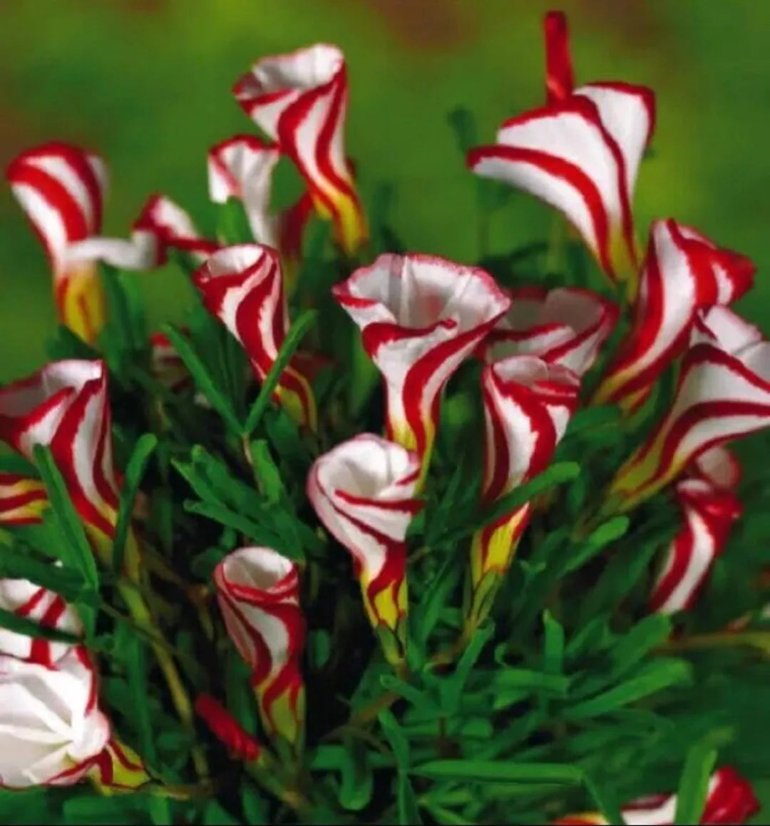 Red White Versicolor Flower seeds for Planting - Garden Favorite, Heirloom & GMO Free Seeds for Home Garden