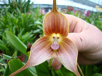 Monkey Orchid Flower seeds for Planting Low Maintenance Heirloom & GMO Free Seeds for Home Garden