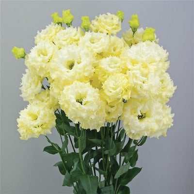 100 Pcs