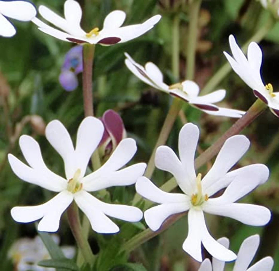 White Zaluzianskya Flower Planting - Seed for Beautiful Blossoms in Your Garden