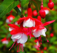 Red Double Petal Fuchsia Seeds for Planting Seasonal Bloomer Heirloom & GMO Free Seeds for Home Garden
 
 Sale