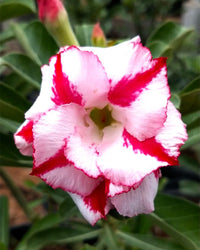 Adenium Obesum Desert Rose Doungdee B102 Garden Flower Seeds