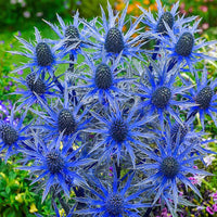 Eryngium Alpinum Flower seeds for Planting - Colorful Display, Heirloom & GMO Free Seeds for Home Garden