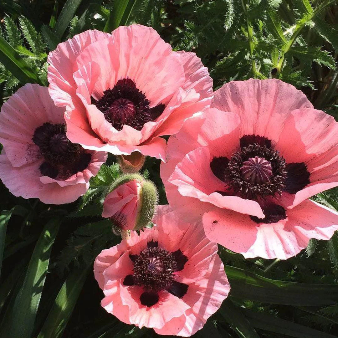Rosa Farbe Mohnblumenkerne Flower Seeds for Planting in Flower Bed