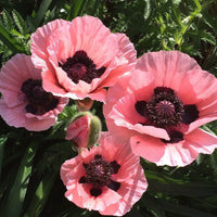 Rosa Farbe Mohnblumenkerne Flower Seeds for Planting in Flower Bed
