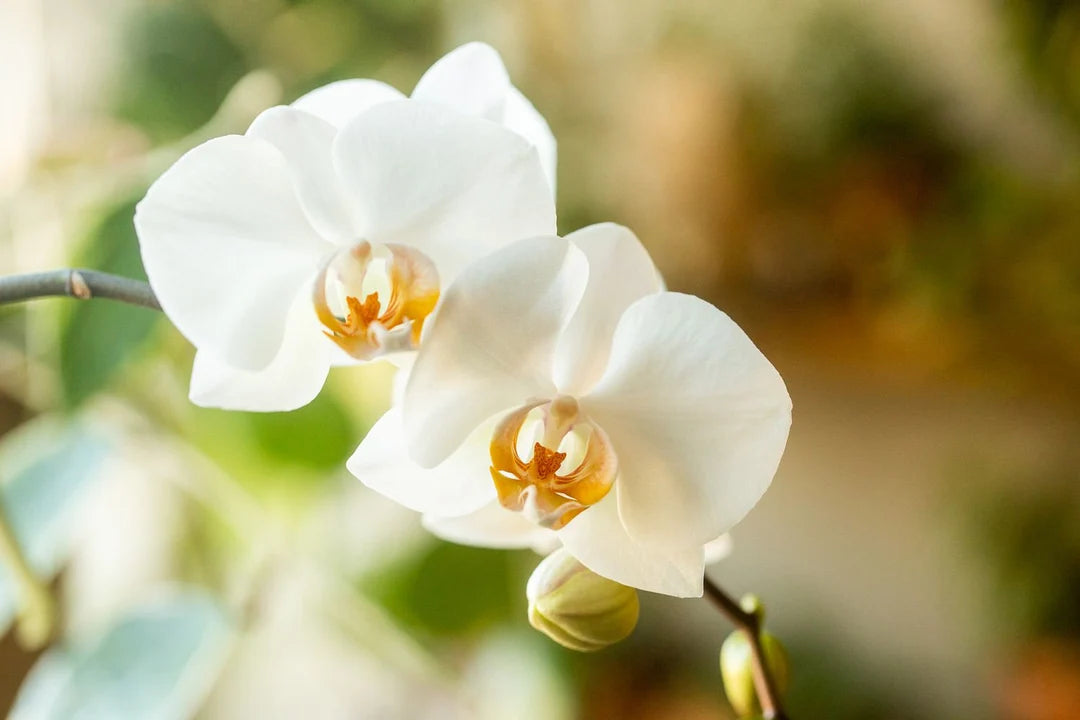 White Phalaenopsis Orchid Seeds Vibrant Colors Heirloom & GMO Free Seeds for Home Garden
 
 Sale