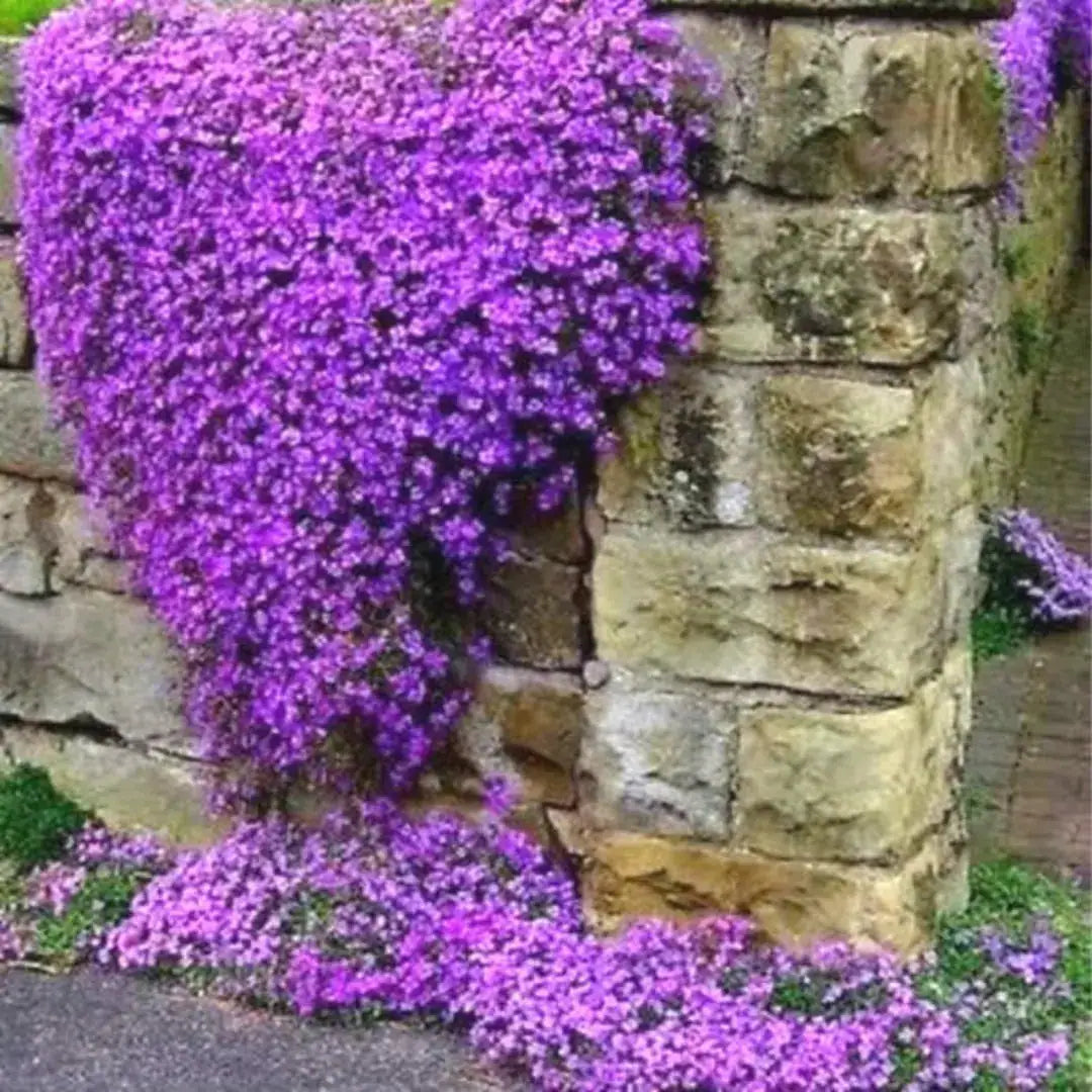 Violet Aubrieta Flower Seeds for Planting Perfect for Borders Heirloom & GMO Free Seeds for Home Garden
 
 Sale