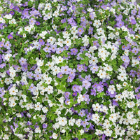 Mixed Bacopa Utopia Flower Seeds for Planting