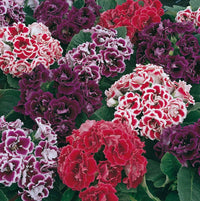 Gloxinia Brokat Seeds for Stunning Flower Blooms