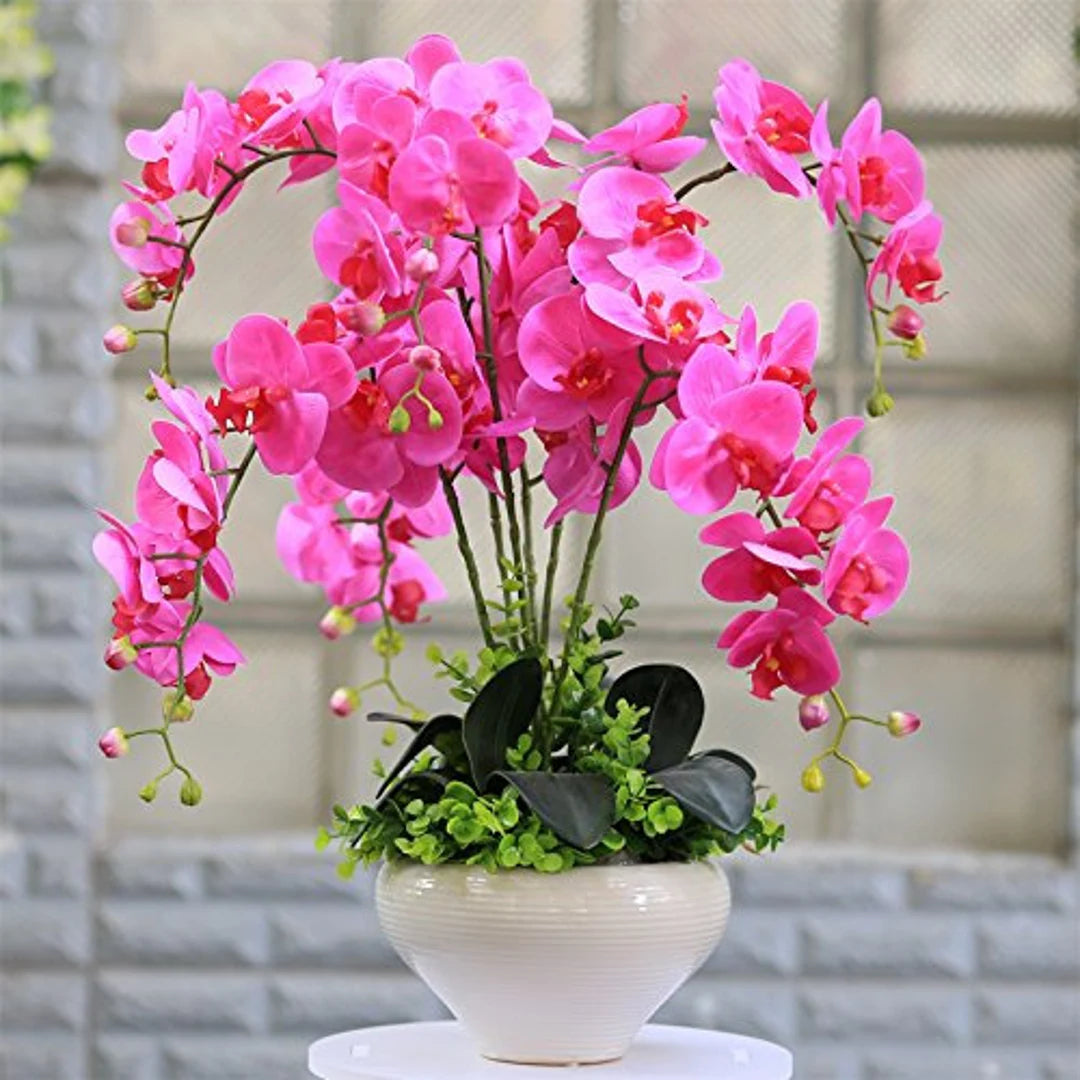 Phalaenopsis Bonsai Orchid Flower Seeds