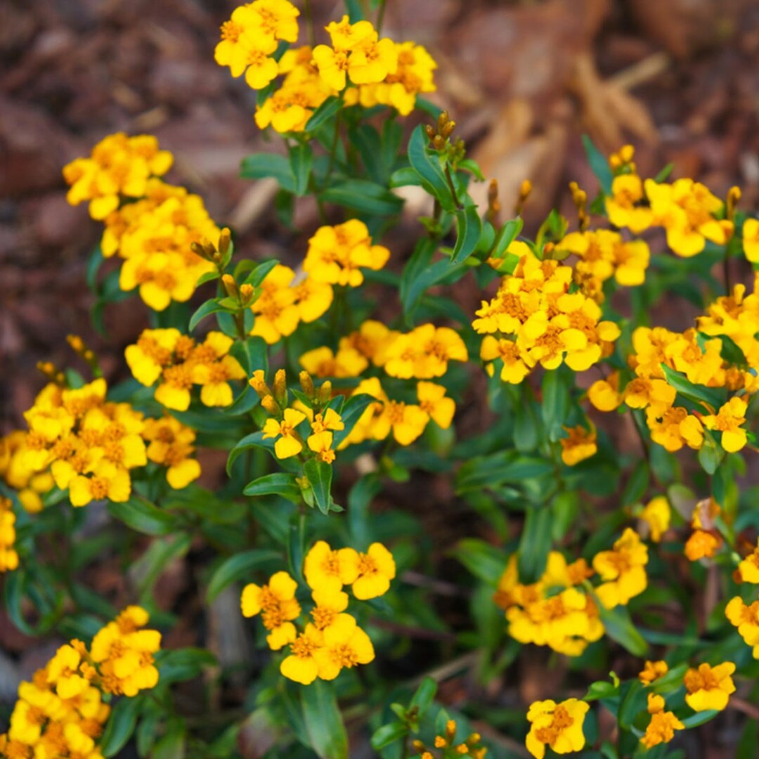 Yellow Tagetes Lemmonii Flower seeds for Planting - Pollinator Friendly, Heirloom & GMO Free Seeds for Home Garden