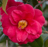 Pink Yellow Camellia Flower seeds for Planting - Colorful Display, Heirloom & GMO Free Seeds for Home Garden