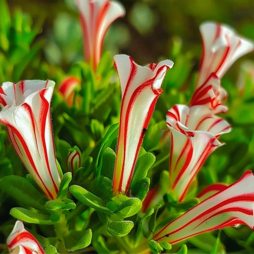 Candy Cane Sorrel Seeds for Planting  Vibrant, Easy-to-Grow Perennial Garden Plant