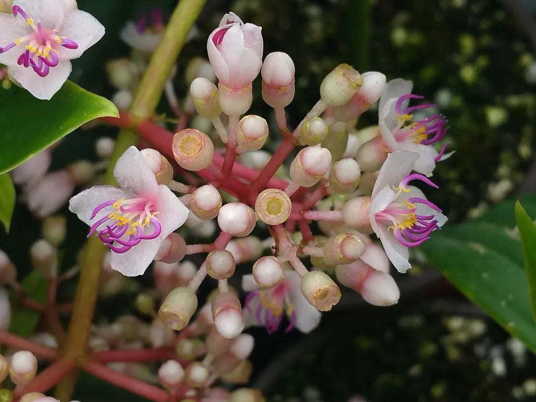 Heirloom (Heirloom Malaysian) seeds for planting in home garden