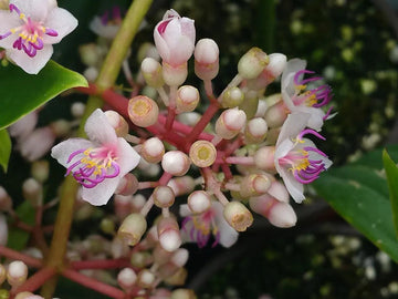 Heirloom (Heirloom Malaysian) seeds for planting in home garden