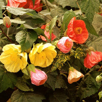 Light Orange Abutilon Flower seeds for Planting Bright Blooms Heirloom & GMO Free Seeds for Home Garden 
 
 Sale