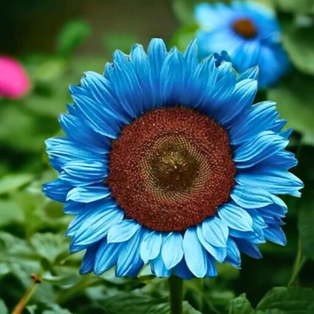 Unique blue sunflower flowers suitable for borders and containers.
