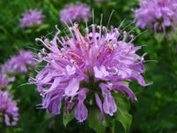 Monarda Bee Balm Mix Seeds for Pollinator-Friendly Flowers