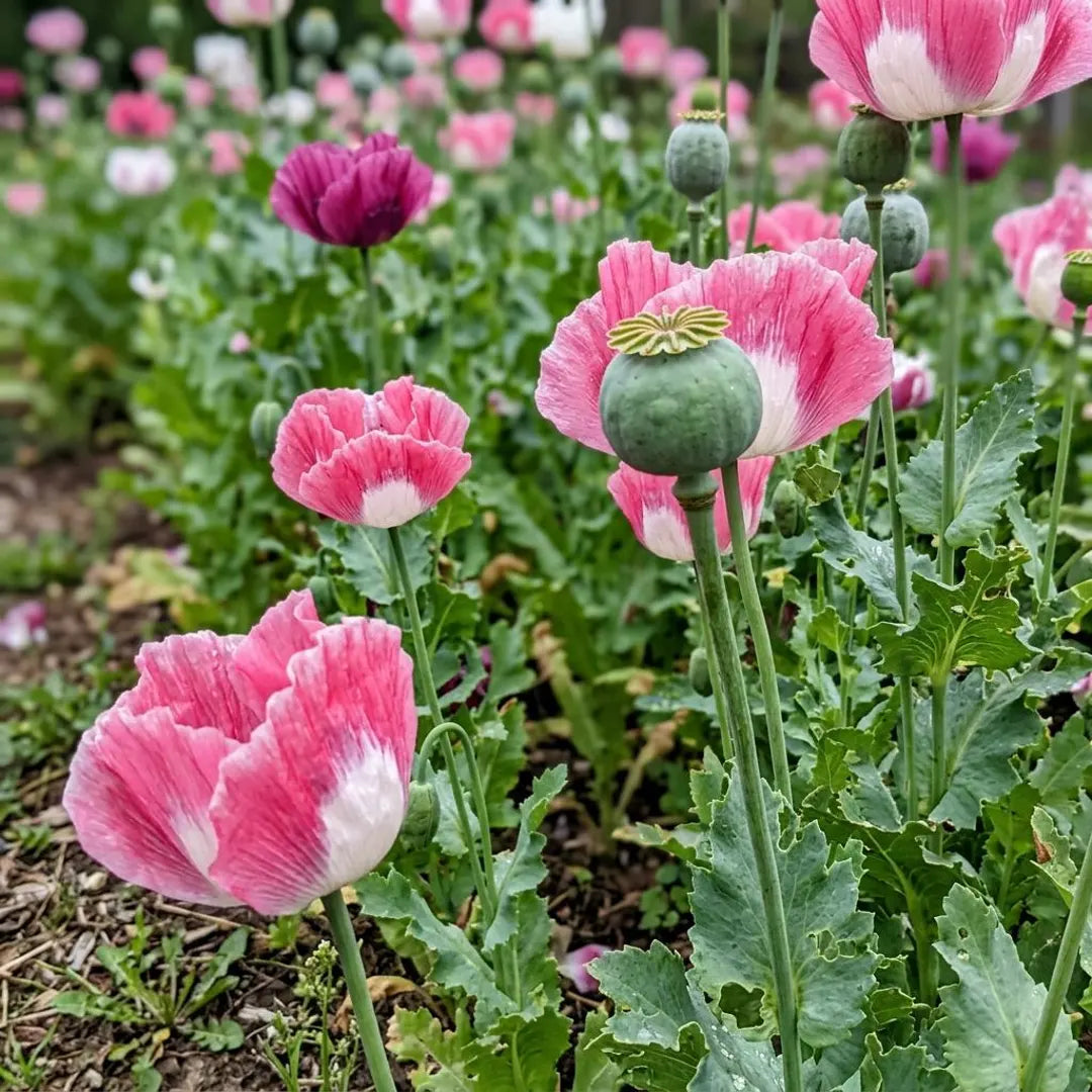 Afghan Galania and Queen poppy flowers blooming in a sunny ornamental garden.