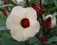 Roselle Hibiscus Sabdariffa Seeds for Planting Edible Garden Herbal Patch