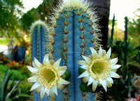 Heirloom Pilosocereus Flower seeds for Planting Hardy Variety Heirloom & GMO Free Seeds for Home Garden