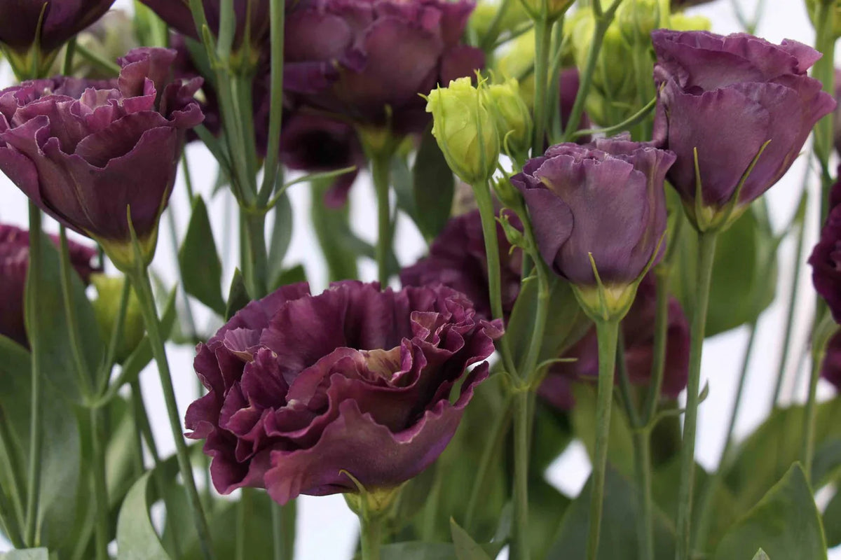Lisianthus (Lisianthus Roseanne) seeds for planting in home garden