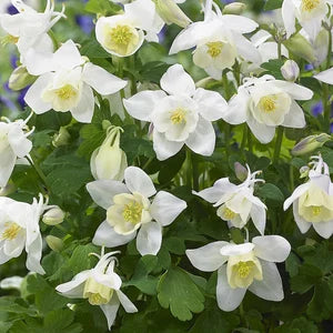 White Columbine Flower Seeds for Planting Wildflower Mix Heirloom & GMO Free Seeds for Home Garden  Sale