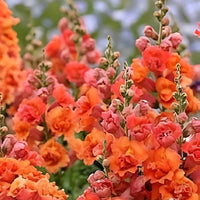 Double Orange Hollyhock Alcea rosea Seeds for Planting in Flower Bed & Garden