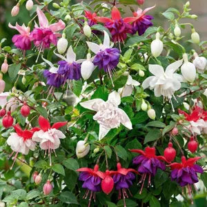 Mixed Color Fuchsia Flower Seeds for Planting Drought Tolerant Heirloom & GMO Free Seeds for Home Garden
 
 Sale