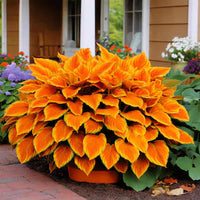 Orange Hosta plant with attractive foliage growing in a shaded garden.