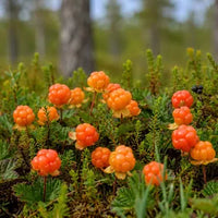 Cloudberry plant with vibrant green foliage growing in a garden.