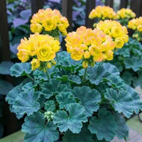 Yellow Mix Pelargonium Peltatum Flower Seeds for Planting Garden Favorite Heirloom & GMO Free Seeds for Home Garden  Sale