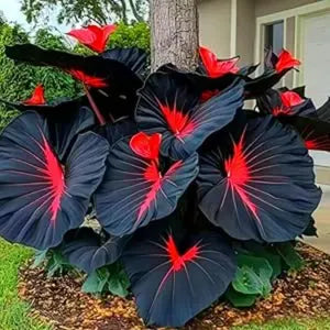 Elephant Ear bulbs growing in a decorative garden container
