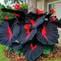 Elephant Ear bulbs growing in a decorative garden container