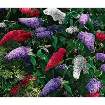 Mixed Buddleia flowers blooming on a colorful garden shrub.
