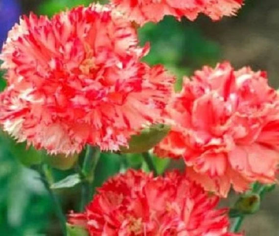 Orange Red Carnation Flower seeds for Planting Cottage Garden Essential Heirloom & GMO Free Seeds for Home Garden