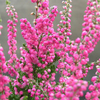 Heather Flower seeds for Planting - Cottage Garden Essential, Heirloom & GMO Free Seeds for Home Garden