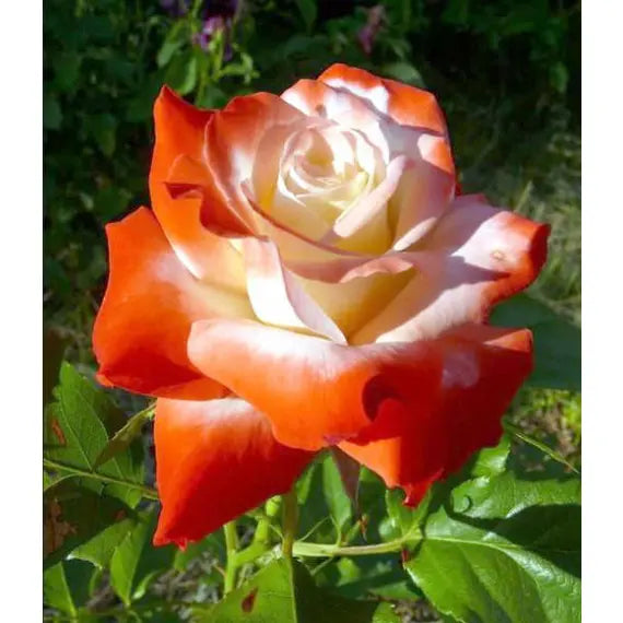 Orange White Rose Flower Seeds for Planting Long Bloom Season Heirloom & GMO Free Seeds for Home Garden
 
 Sale