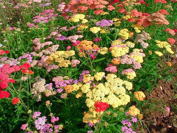 Colorful pastel yarrow flowers growing in a sunny garden.